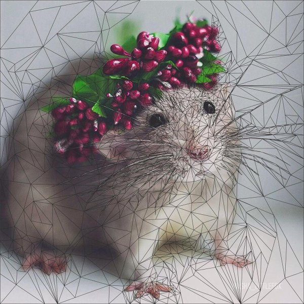 красивые крыски