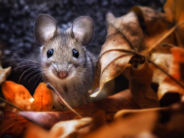 полевая мышь apodemus agrarius