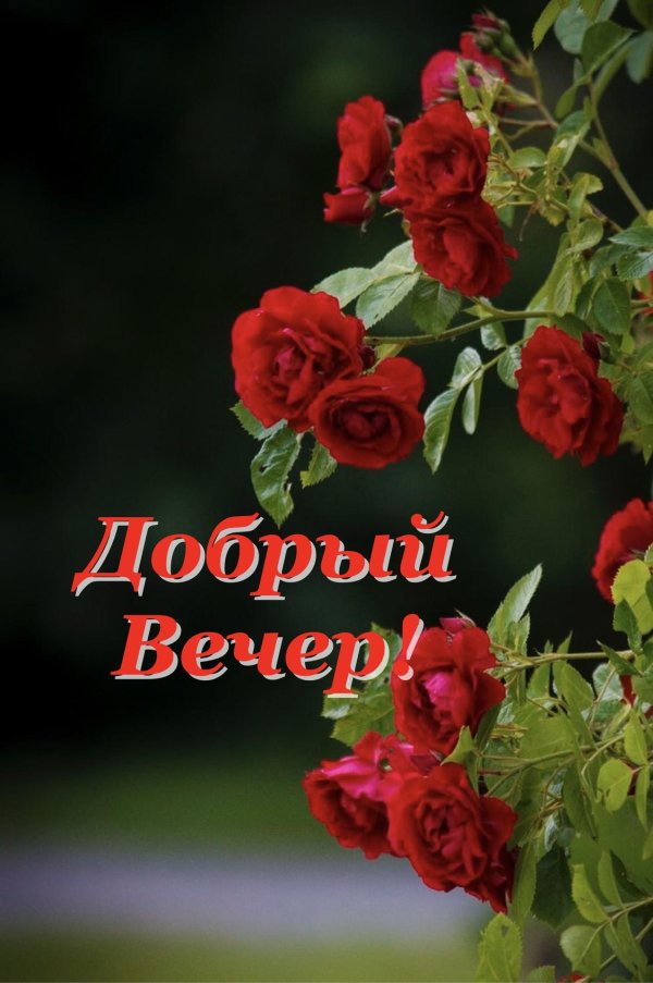 цветы вечер