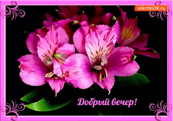 букет добрый вечер