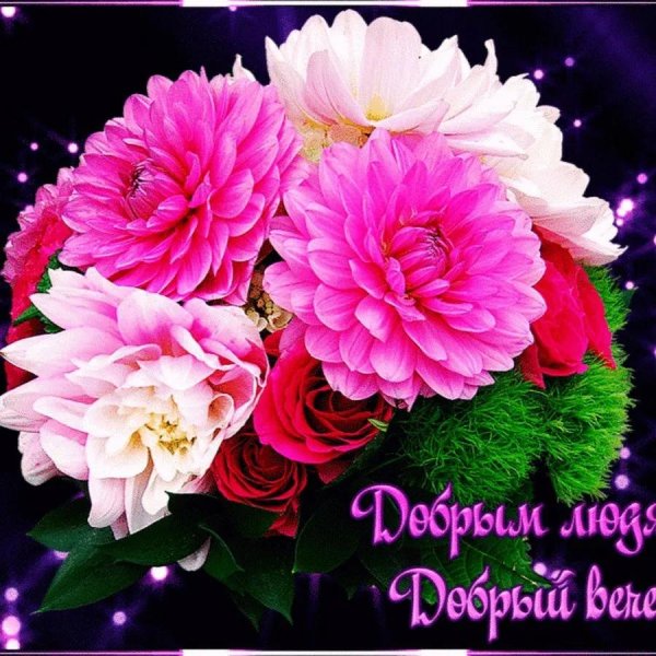 георгина цветок