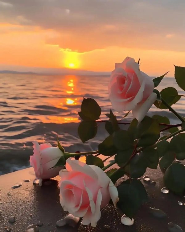 розы в море