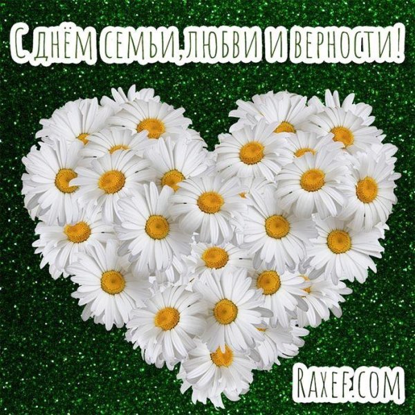 ромашка ко дню семьи любви и верности