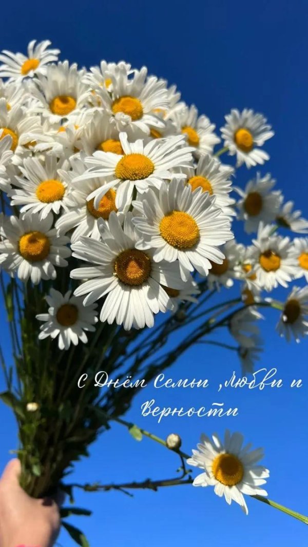 день семьи любви и верности ромашка