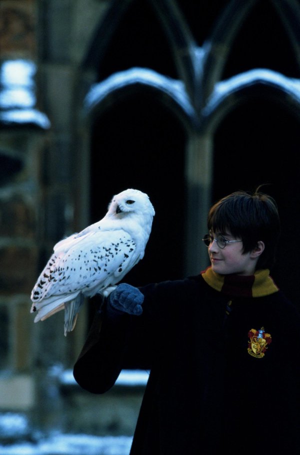 букля из гарри поттера