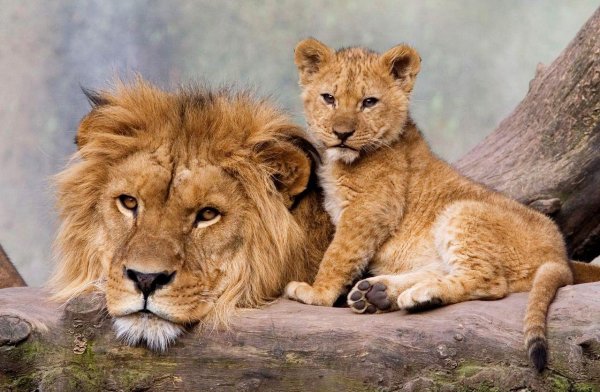 красивые львы