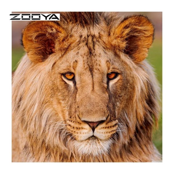 красивые львы