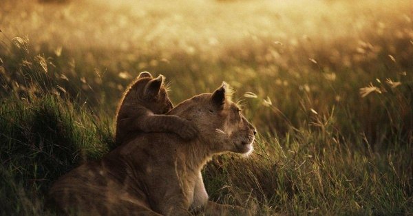 львица со львенком