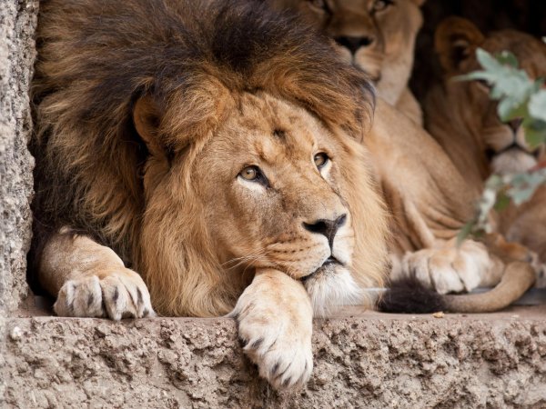 красивые львы