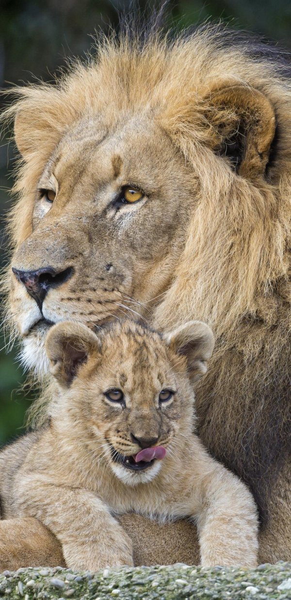 львица со львенком