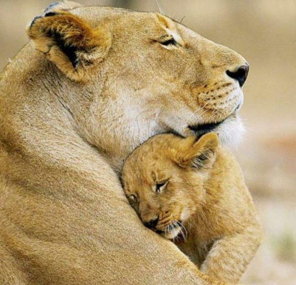 львица с двумя львятами
