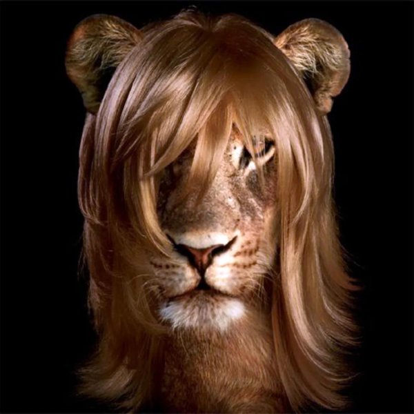 голова льва