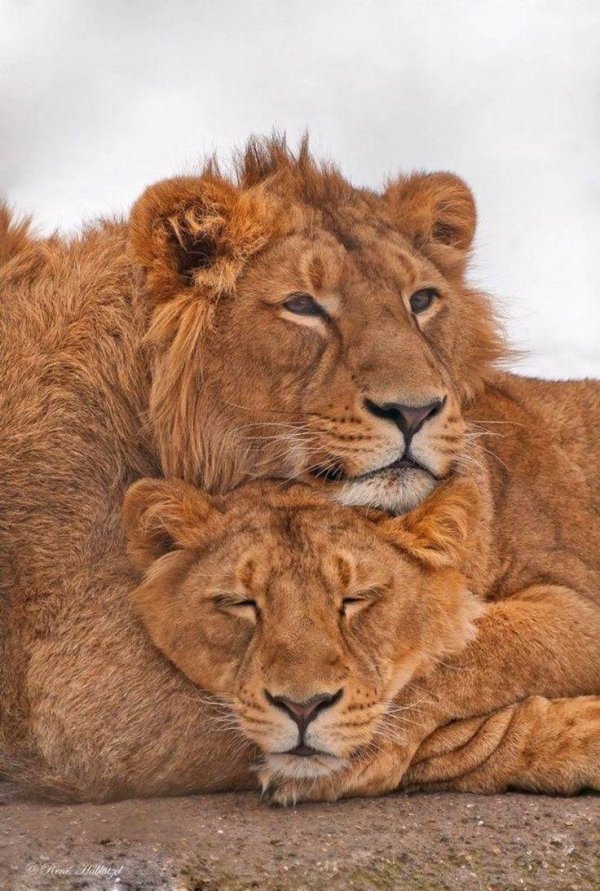 лев со львицей