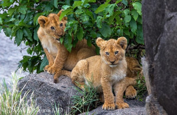 львенок маленький