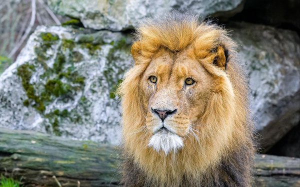 африканские львы