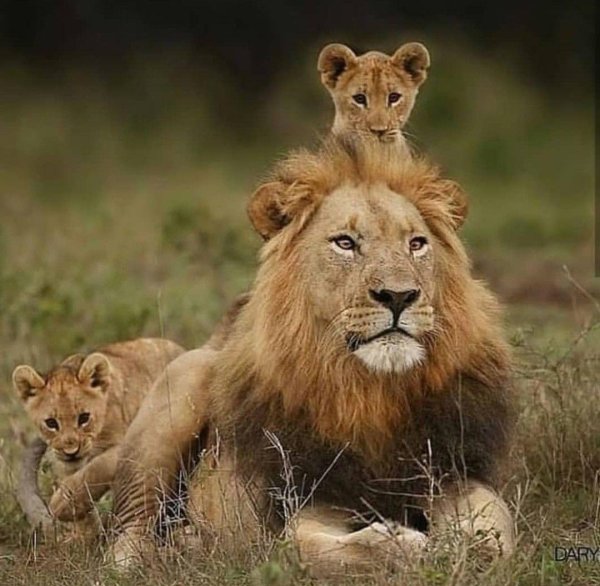 львиное семейство прайд