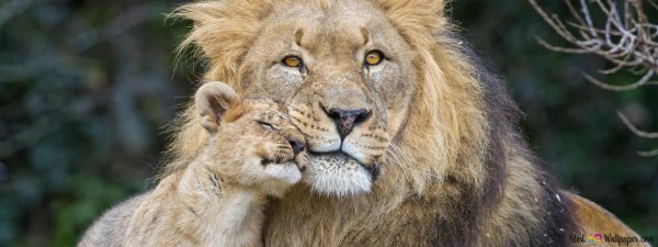 лев с львенком