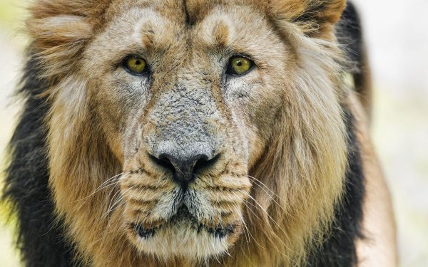 хищные животные