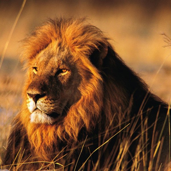 африка лев
