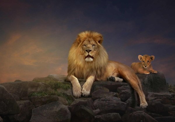 красивые львы