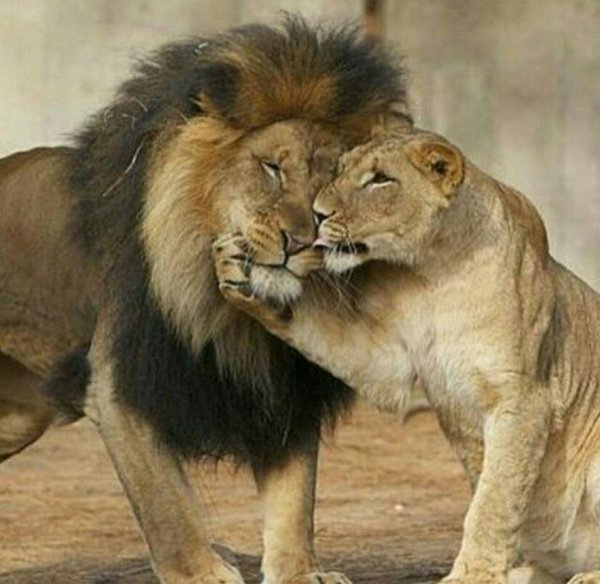 львы обнимаются