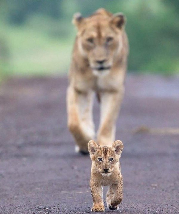 львенок маленький