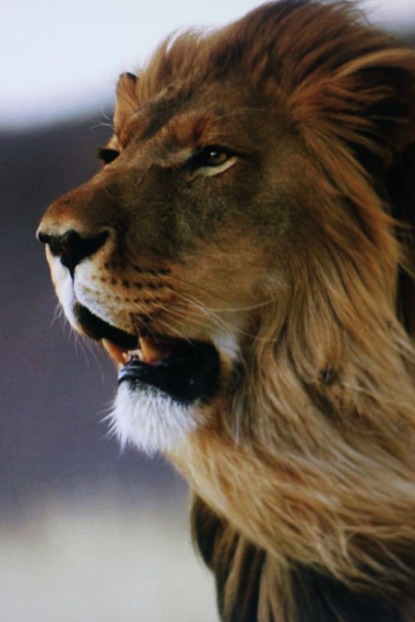 морда льва
