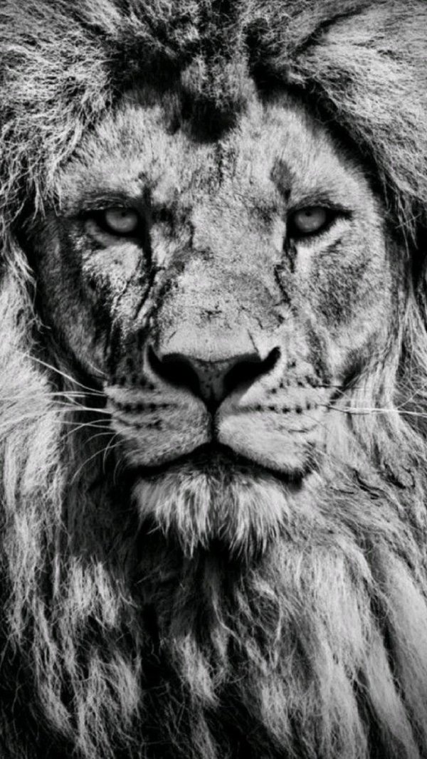 голова льва