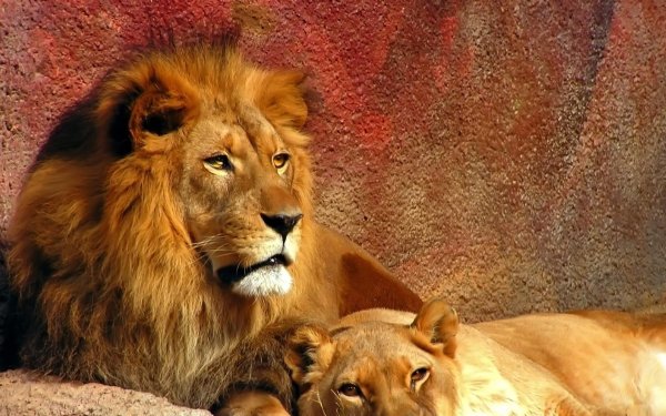 картины льва