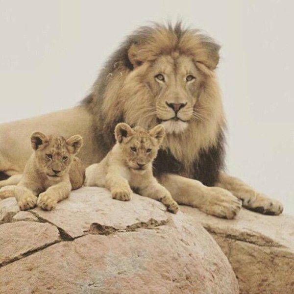 львиный прайд