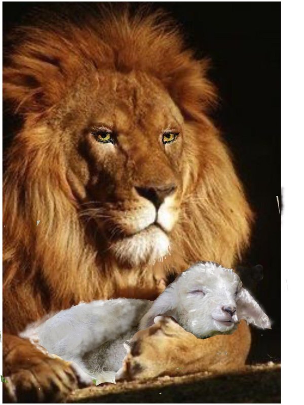 лев с львенком