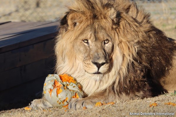 одинокий лев
