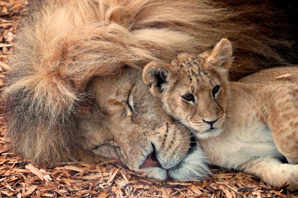 львица со львенком