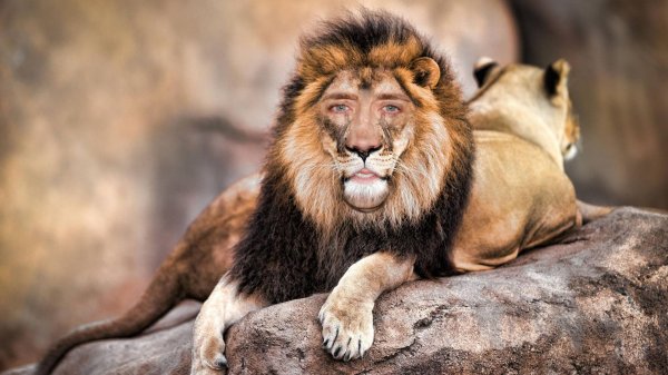 красивые львы