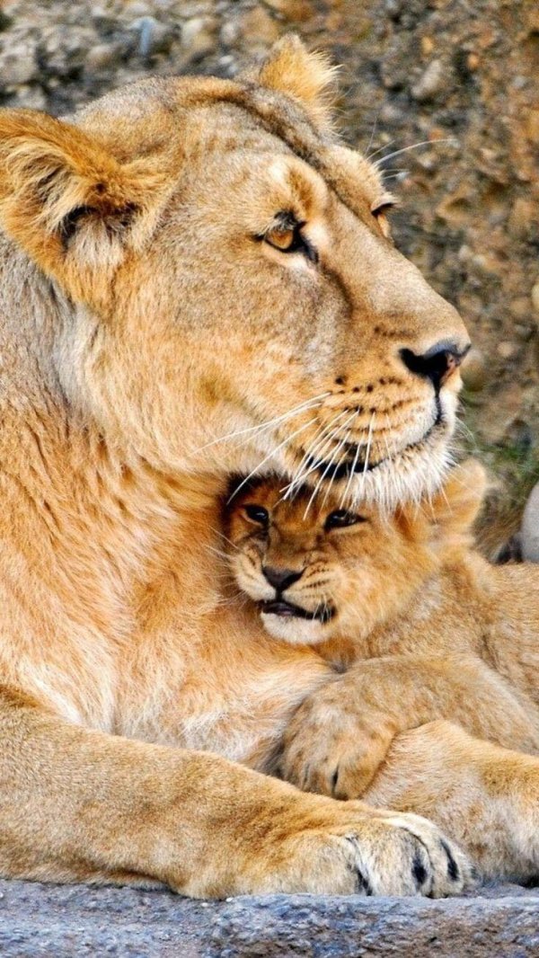 львица с детенышем