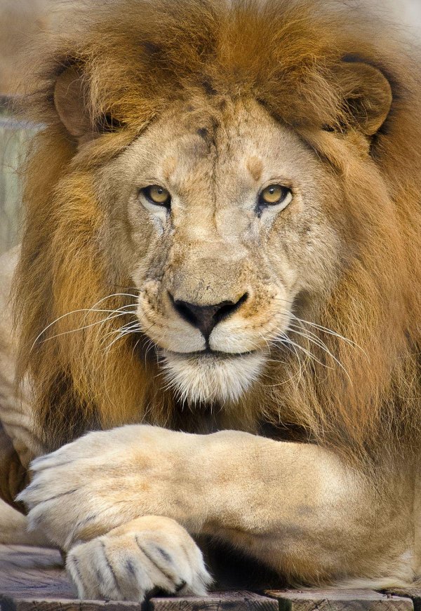 красивые львы