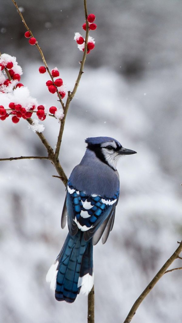 сойка голубая