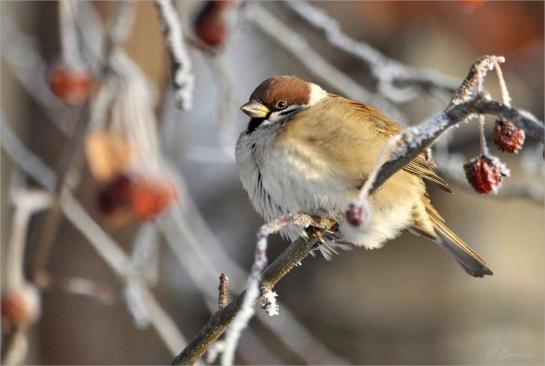 Птицы зимой