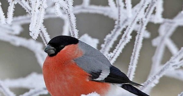 снегирь вьюрковые