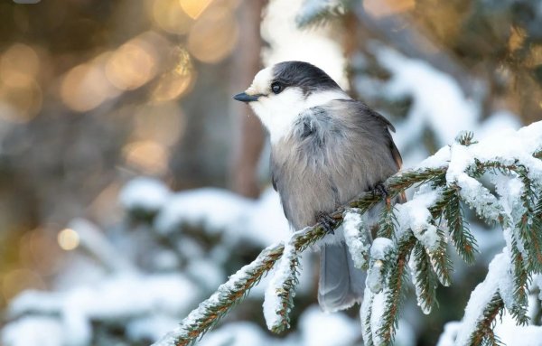 канадская кукша