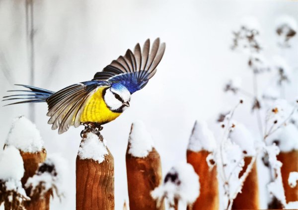 синичка зимой