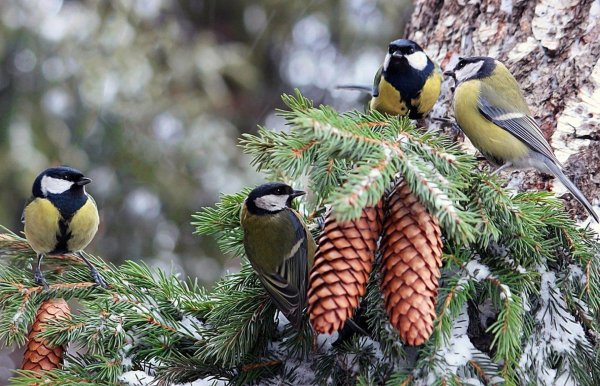 синичка зимой