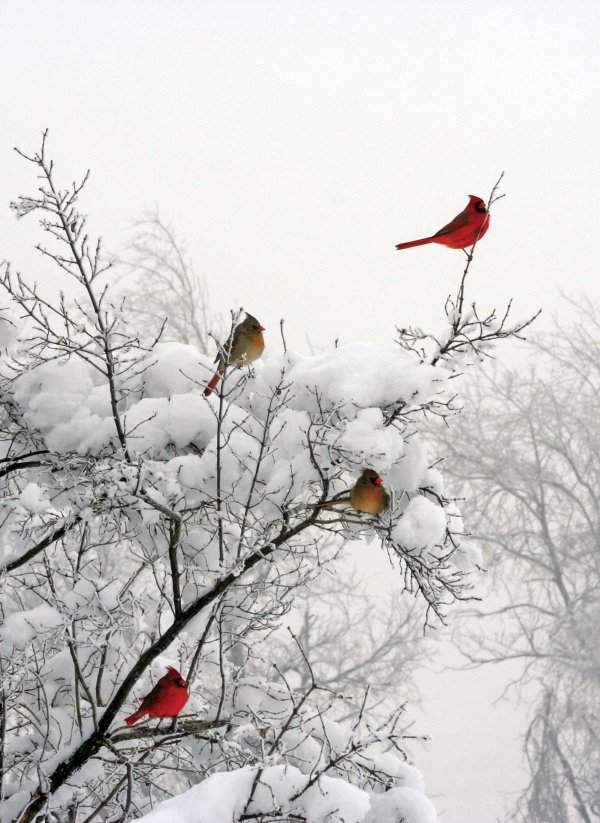зимний пейзаж с птицами