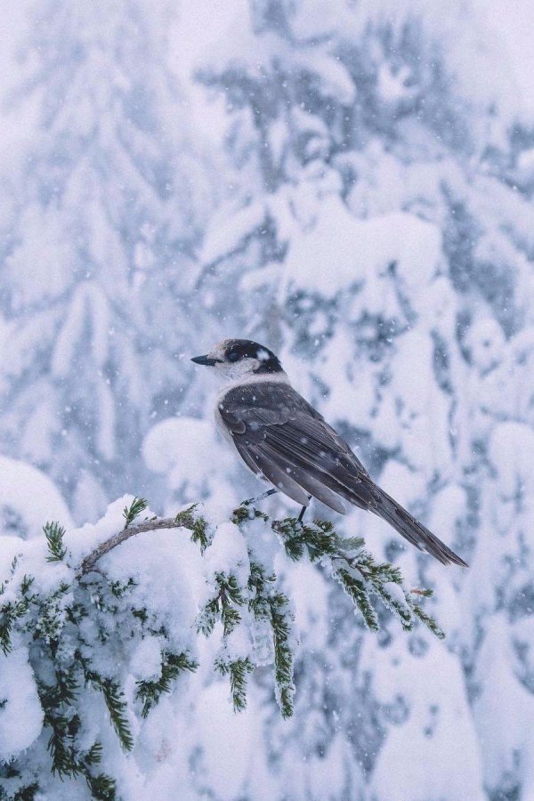 птицы на снегу