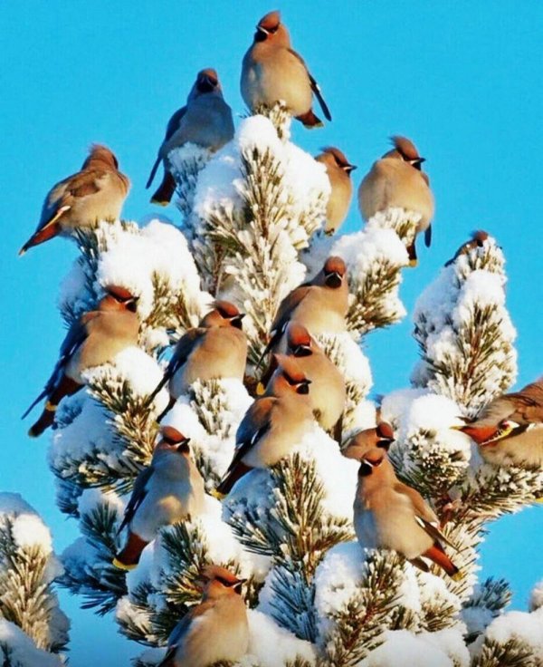 свиристели птицы