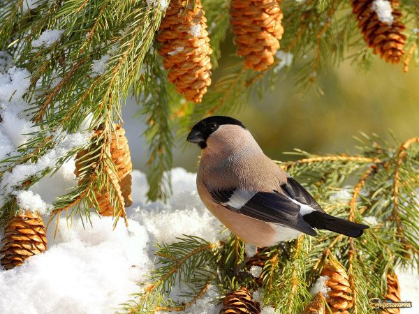 самка снегирей