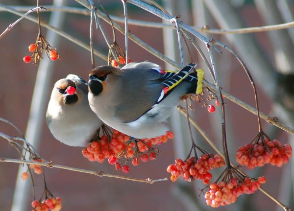 зима рябина снегири