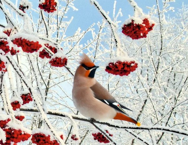 снегирь свиристель щур