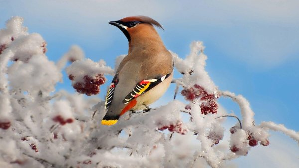 хохлатая свиристель