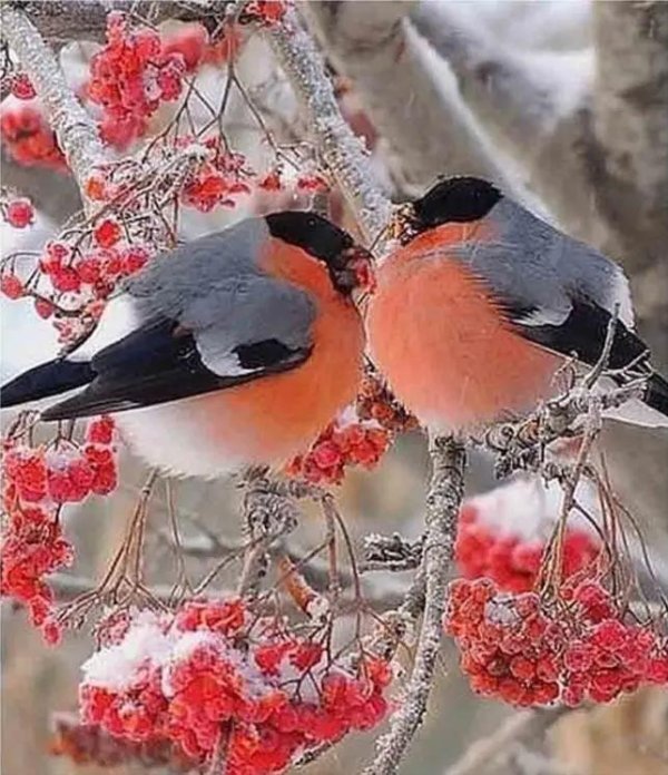 желтоспинный снегирь